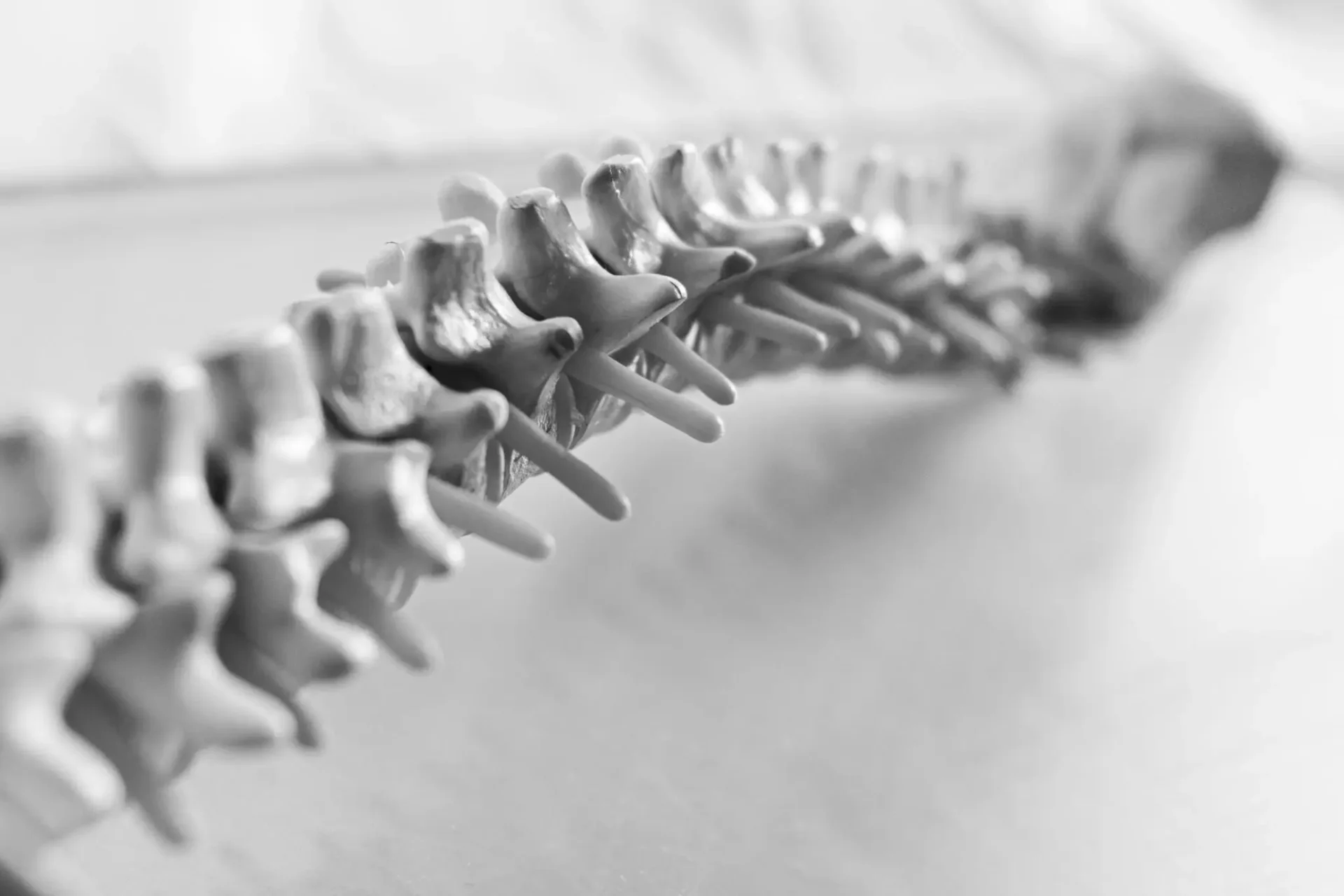 Human spine model in black and white.