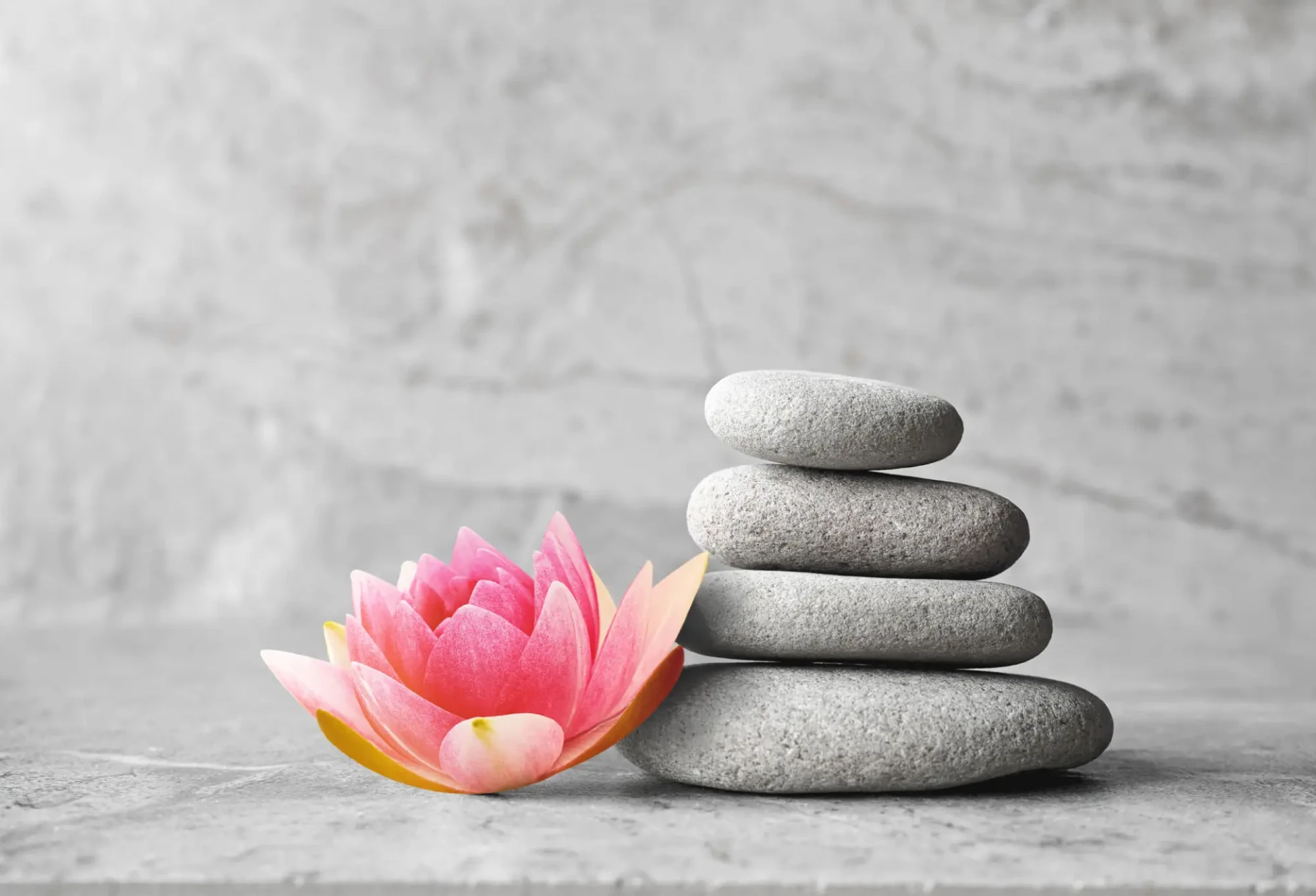 Zen stones with pink lotus flower